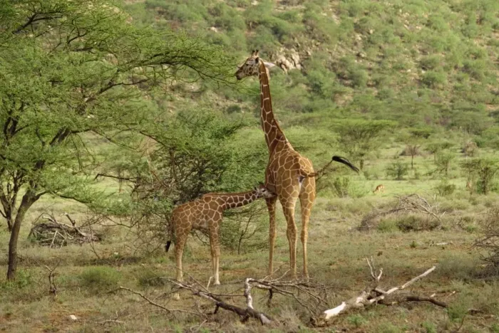 Framed Print : Reticulated giraffe Framed Print : Reticulated giraffe