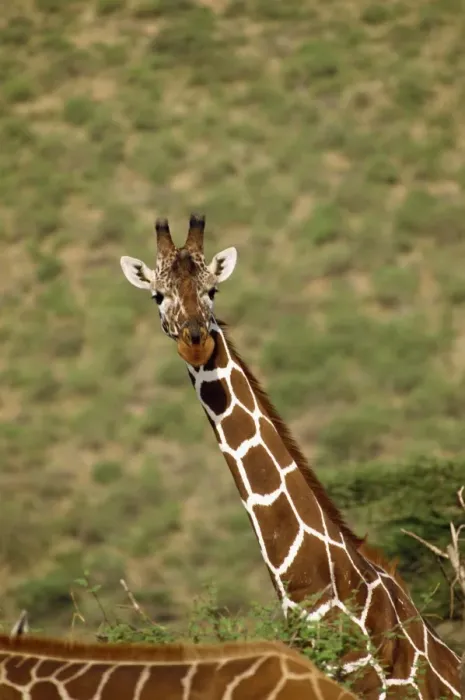 Framed Print : Reticulated giraffe Framed Print : Reticulated giraffe