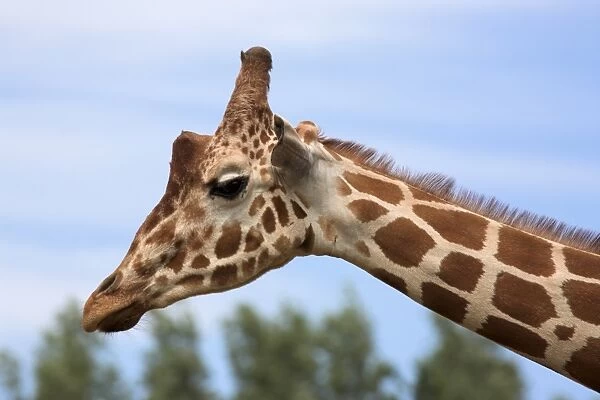 Reticulated giraffe (Giraffa camelopardalis reticulata)