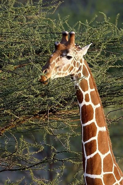 Reticulated giraffe (Giraffa camelopardalis reticulata) feeding, Samburu National Reserve