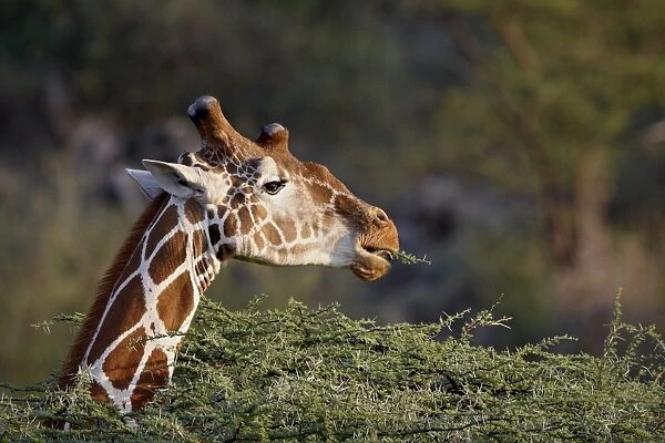 Reticulated giraffe (Giraffa camelopardalis reticulata), Samburu National Reserve