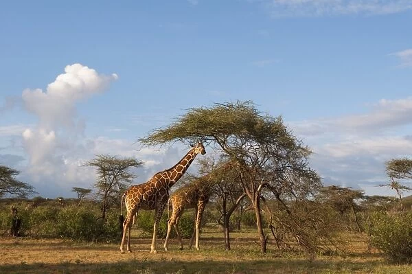 Reticulated Giraffe (Giraffa camelopardalis reticulata), Samburu National Park