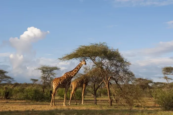 Framed Print : Reticulated Giraffe (Giraffa camelopardalis reticulata), Samburu National Park Framed Print : Reticulated Giraffe (Giraffa camelopardalis reticulata), Samburu National Park