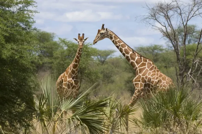 Framed Print : Reticulated giraffe, Meru National Park, Kenya, East Africa, Africa Framed Print : Reticulated giraffe, Meru National Park, Kenya, East Africa, Africa