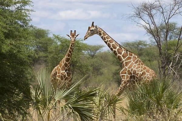 Reticulated giraffe, Meru National Park, Kenya, East Africa, Africa