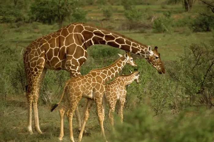 Framed Print : Reticulated giraffe, Samburu, Kenya, East Africa, Africa Framed Print : Reticulated giraffe, Samburu, Kenya, East Africa, Africa