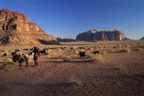 Returning to the village with the herd, Wadi Rum, Jordan, Middle East