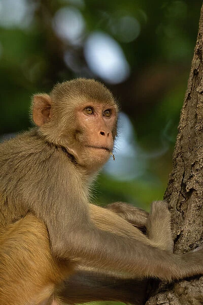 Rhesus macaque (Macaca mulatta), Bandhavgarh National Park, Madhya Pradesh, India, Asia