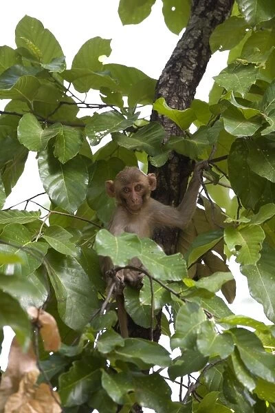 Rhesus Macaque, (Macaca mulatta), Bandhavgarh N