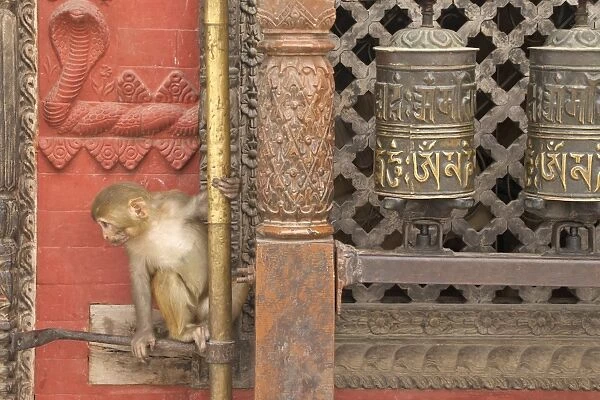 Rhesus Macaque monkey baby on ancient shrine, Swayambhunath Stupa (Monkey Temple), UNESCO World Heritage Site, Kathmandu, Nepal, Asia