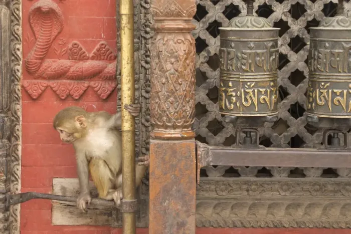 Framed Print : Rhesus Macaque monkey baby on ancient shrine, Swayambhunath Stupa (Monkey Temple), UNESCO World Heritage Site, Kathmandu, Nepal, Asia Framed Print : Rhesus Macaque monkey baby on ancient shrine, Swayambhunath Stupa (Monkey Temple), UNESCO World Heritage Site, Kathmandu, Nepal, Asia