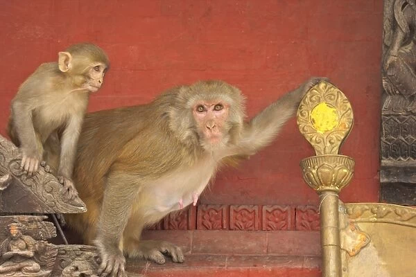 Rhesus Macaque monkey mother and baby on ancient shrine, Swayambhunath Stupa (Monkey Temple), Kathmandu, Nepal, Asia