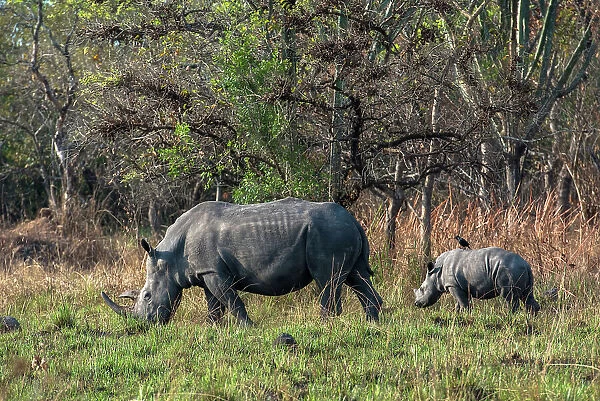 Rhinoceros and calf at Ziwa Rhino Sanctuary, Uganda, East Africa, Africa