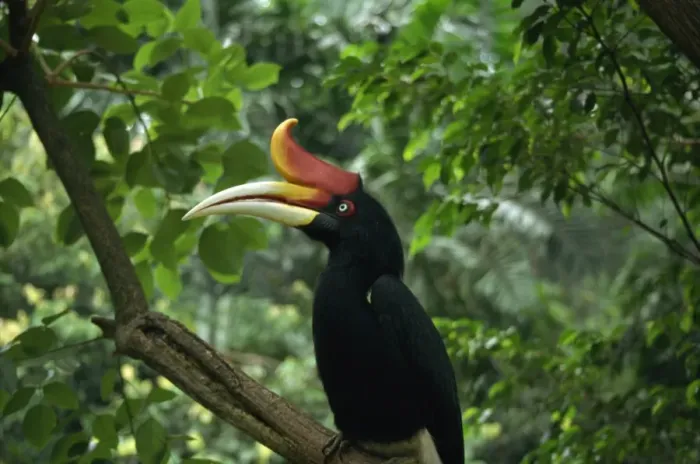 Framed Print : Rhinoceros hornbill, Malaysia, Southeast Asia, Asia