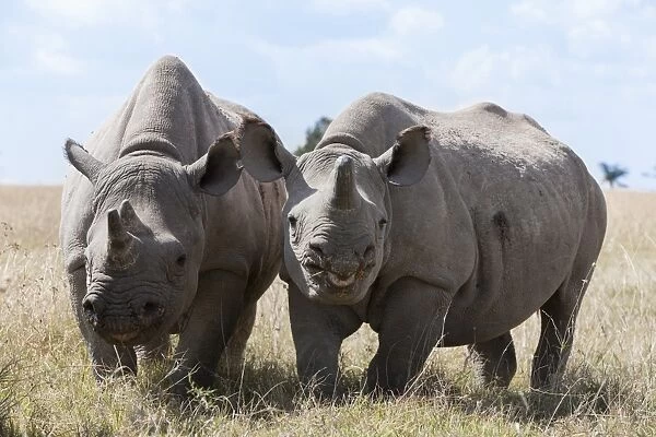 Two rhinoceros, Ol Pejeta Conservancy, Laikipia, Kenya, East Africa, Africa