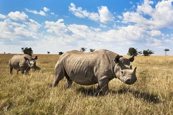 Rhinoceros, Ol Pejeta Conservancy, Laikipia, Kenya, East Africa, Africa