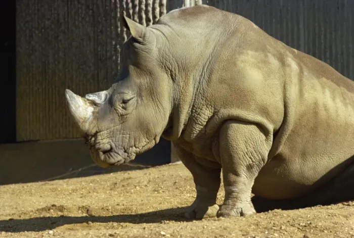 Framed Print : Rhinoceros in zoo, England, United Kingdom, Europe Framed Print : Rhinoceros in zoo, England, United Kingdom, Europe