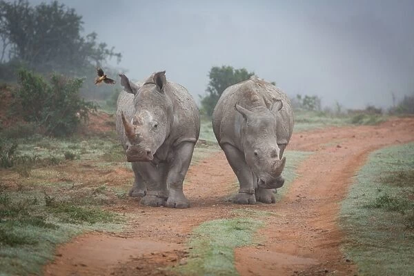 Two Rhinos and an oxpecker bird in the Amakhala Game Reserve in the Eastern Cape