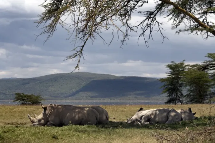 Framed Print : Rhinos rest under the shade of a tree in Lake Nakuru National Park, Kenya Framed Print : Rhinos rest under the shade of a tree in Lake Nakuru National Park, Kenya