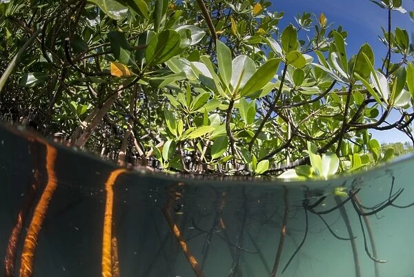 Rhizophora sp. mangrove above and below split shots from Sau Bay, Vanua Levu, Fiji