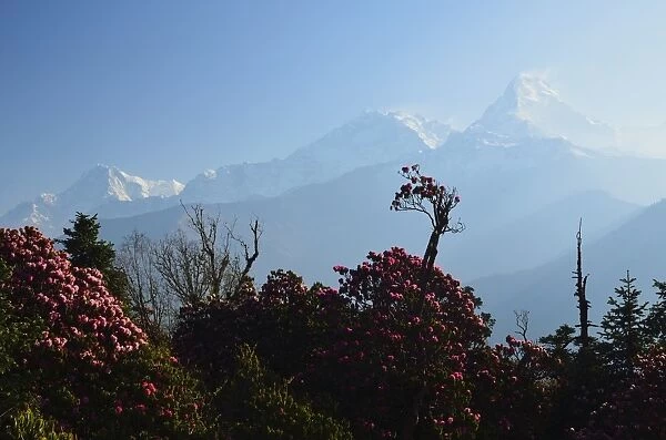 Rhododendron and Annapurna Himal seen from Poon Hill, Annapurna Conservation Area, Dhawalagiri (Dhaulagiri), Western Region (Pashchimanchal), Nepal, Himalayas, Asia