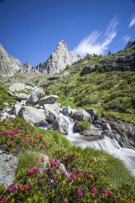 Framed Print : Rhododendron blooming by a stream in Valmasino, famous for its granite walls, Valtellina, Lombardy, Italy, Europe Framed Print : Rhododendron blooming by a stream in Valmasino, famous for its granite walls, Valtellina, Lombardy, Italy, Europe