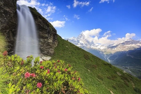 Rhododendron blooms at the foot of a waterfall overlooking the Matterhorn, Cervinia