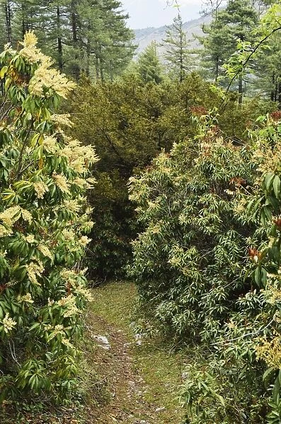 Rhododendron forest, near Titi, Annapurna Conservation Area, Dhawalagiri (Dhaulagiri), Western Region (Pashchimanchal), Nepal, Asia