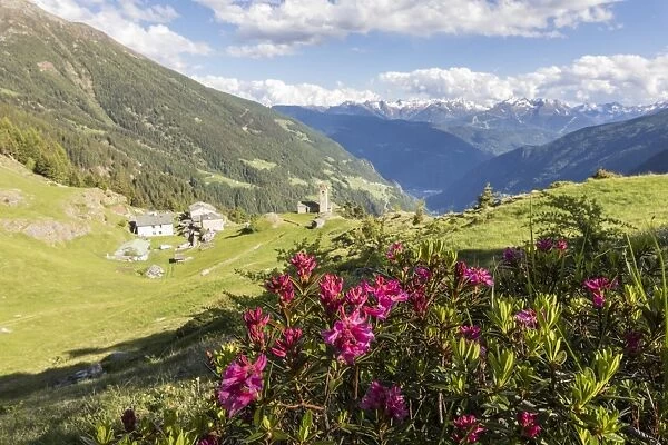 Rhododendrons and alpine village, San Romerio Alp, Brusio, Canton of Graubunden, Poschiavo Valley