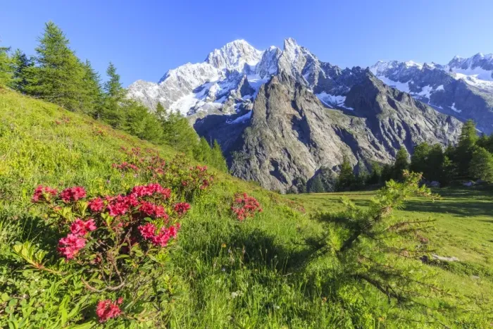 Framed Print : Rhododendrons in bloom in front of Mont Blanc, Veny Valley, Courmayeur, Aosta Valley Framed Print : Rhododendrons in bloom in front of Mont Blanc, Veny Valley, Courmayeur, Aosta Valley