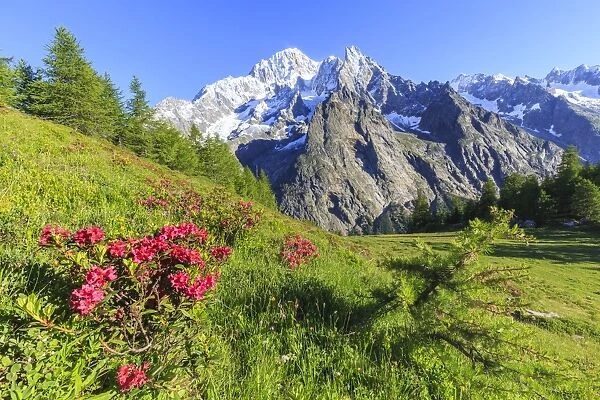 Rhododendrons in bloom in front of Mont Blanc, Veny Valley, Courmayeur, Aosta Valley