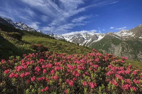 Rhododendrons in bloom surrounded by green meadows, Orobie Alps, Arigna Valley, Sondrio