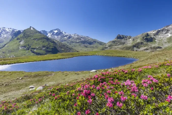 Framed Print : Rhododendrons and blue water of Lake Andossi, Montespluga, Chiavenna Valley, Sondrio province Framed Print : Rhododendrons and blue water of Lake Andossi, Montespluga, Chiavenna Valley, Sondrio province
