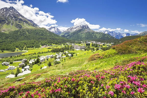 Rhododendrons in flower with Maloja Pass in the background, Maloja Pass, Engadine