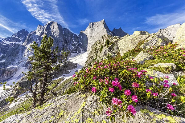 Rhododendrons in flower with the Pizzo Badile in the background, Bregaglia valley