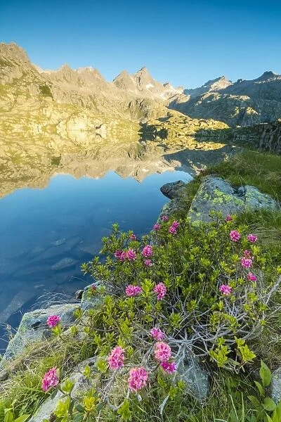 Rhododendrons frame the blue water of Lago Nero at dawn, Cornisello Pinzolo, Brenta Dolomites