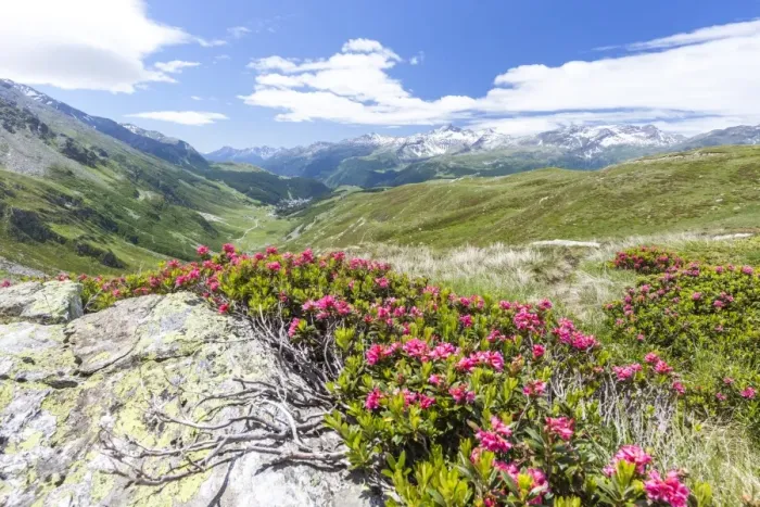 Framed Print : Rhododendrons frame the green alpine landscape, Montespluga, Chiavenna Valley, Sondrio province Framed Print : Rhododendrons frame the green alpine landscape, Montespluga, Chiavenna Valley, Sondrio province