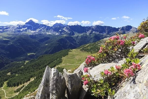 Rhododendrons framed by green woods and Pizzo Scalino seen from Monte Roggione, Malenco Valley