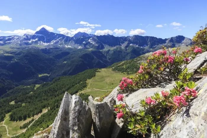 Framed Print : Rhododendrons framed by green woods and Pizzo Scalino seen from Monte Roggione, Malenco Valley Framed Print : Rhododendrons framed by green woods and Pizzo Scalino seen from Monte Roggione, Malenco Valley