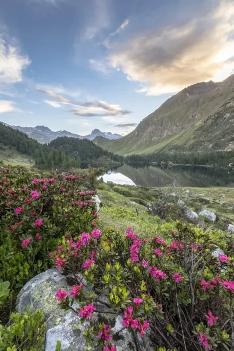 Framed Print : Rhododendrons at Lake Cavloc at sunrise, Maloja Pass, Bregaglia Valley, Engadine Framed Print : Rhododendrons at Lake Cavloc at sunrise, Maloja Pass, Bregaglia Valley, Engadine