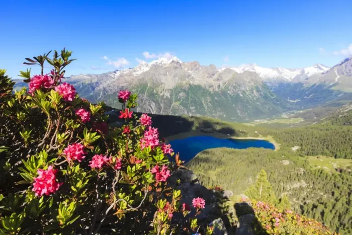 Framed Print : Rhododendrons and Lake Palu framed by Mount Disgrazia seen from Monte Roggione, Malenco Valley Framed Print : Rhododendrons and Lake Palu framed by Mount Disgrazia seen from Monte Roggione, Malenco Valley