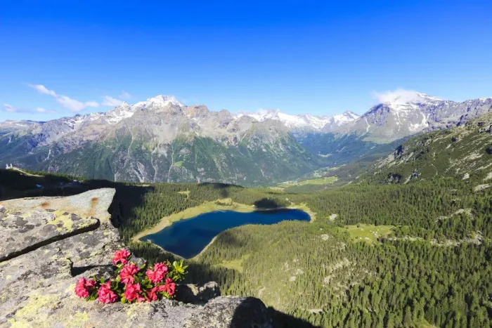 Framed Print : Rhododendrons and Lake Palu framed by Mount Disgrazia seen from Monte Roggione, Malenco Valley Framed Print : Rhododendrons and Lake Palu framed by Mount Disgrazia seen from Monte Roggione, Malenco Valley