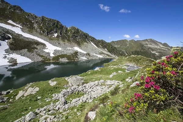 Rhododendrons and Lake Porcile, Tartano Valley, Orobie Alps, Lombardy, Italy, Europe