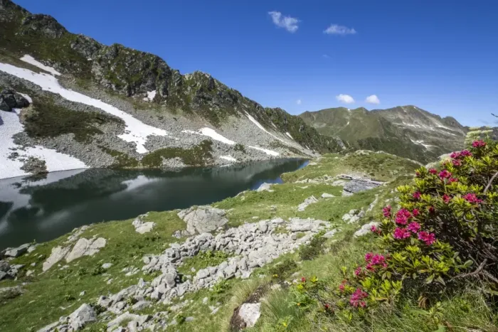 Framed Print : Rhododendrons and Lake Porcile, Tartano Valley, Orobie Alps, Lombardy, Italy, Europe Framed Print : Rhododendrons and Lake Porcile, Tartano Valley, Orobie Alps, Lombardy, Italy, Europe