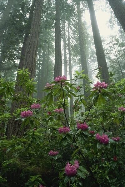 Rhododendrons amongst the mist and tall Redwood trees, California, United States of America