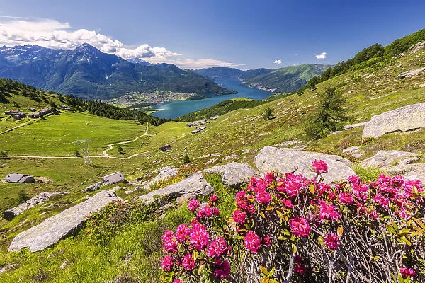 Rhododendrons on Monte Berlinghera with Alpe di Mezzo and Alpe Pesceda in the background