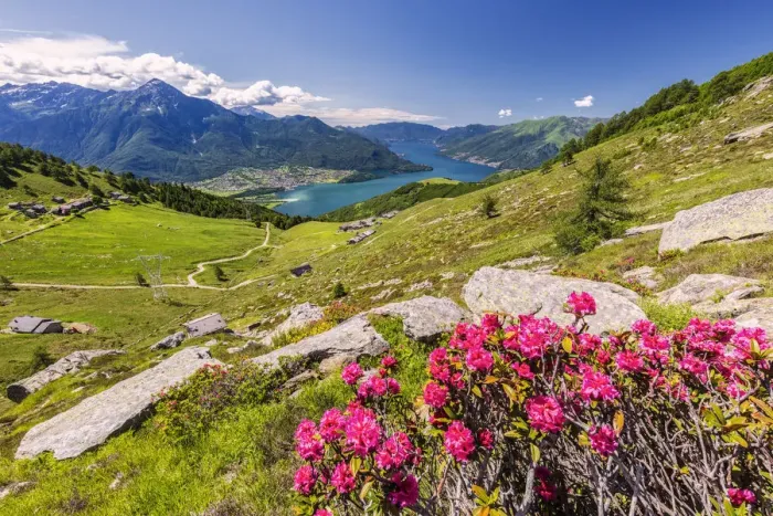 Framed Print : Rhododendrons on Monte Berlinghera with Alpe di Mezzo and Alpe Pesceda in the background Framed Print : Rhododendrons on Monte Berlinghera with Alpe di Mezzo and Alpe Pesceda in the background
