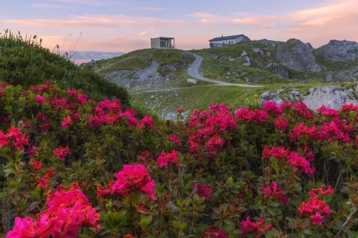 Framed Print : Rhododendrons at Segnes Hutte at sunrise, Unterer Segnesboden, Flims, District of Imboden Framed Print : Rhododendrons at Segnes Hutte at sunrise, Unterer Segnesboden, Flims, District of Imboden