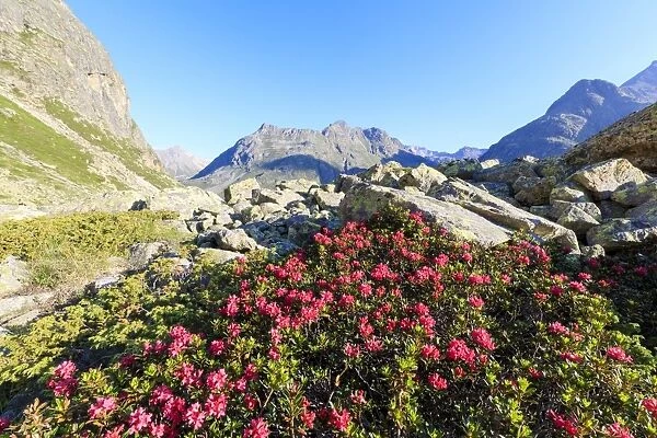 Rhododendrons during the spring bloom at Julier Pass, St. Moritz, Engadine, Canton of Graubunden