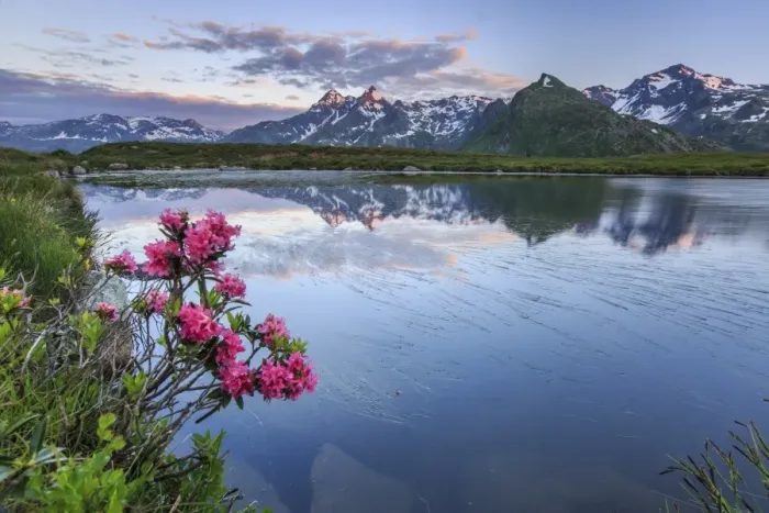 Framed Print : Rhododendrons surround Mount Cardine reflected in Lake Andossi at sunrise, Chiavenna Valley Framed Print : Rhododendrons surround Mount Cardine reflected in Lake Andossi at sunrise, Chiavenna Valley